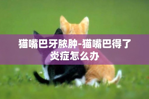 貓嘴巴牙膿腫-貓嘴巴得了炎癥怎么辦