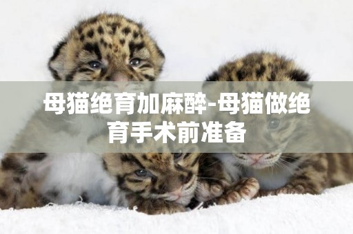 母貓絕育加麻醉-母貓做絕育手術前準備