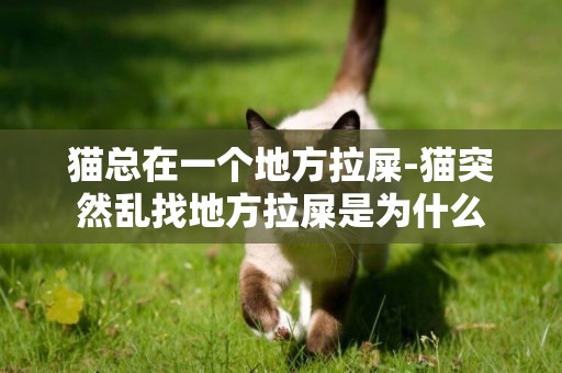 貓總在一個地方拉屎-貓突然亂找地方拉屎是為什么