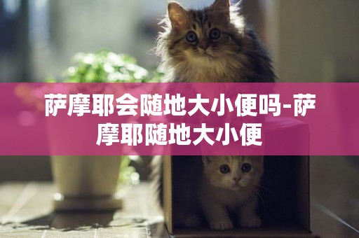 薩摩耶會隨地大小便嗎-薩摩耶隨地大小便