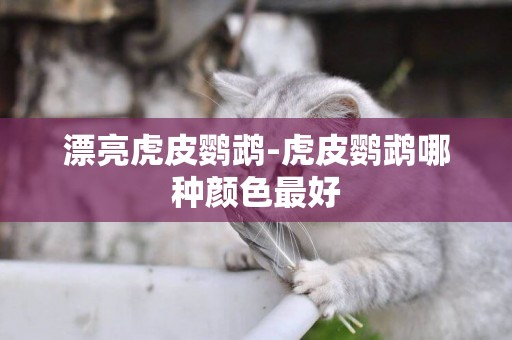漂亮虎皮鸚鵡-虎皮鸚鵡哪種顏色最好