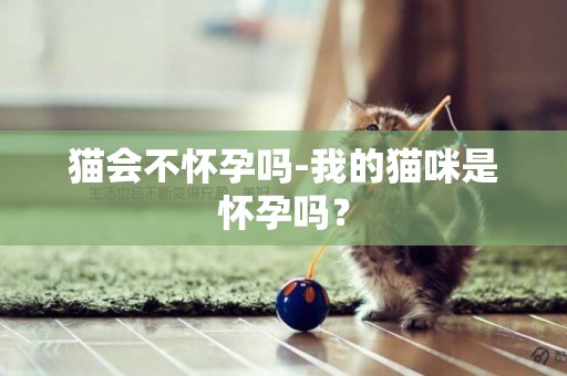 貓會不懷孕嗎-我的貓咪是懷孕嗎？