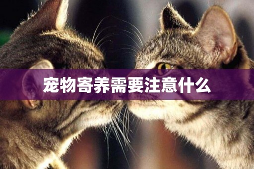 寵物寄養需要注意什么
