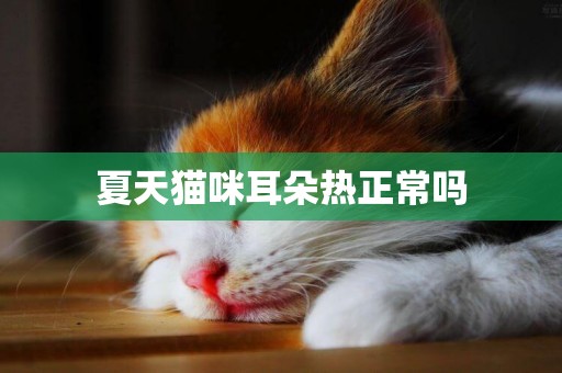 夏天貓咪耳朵熱正常嗎