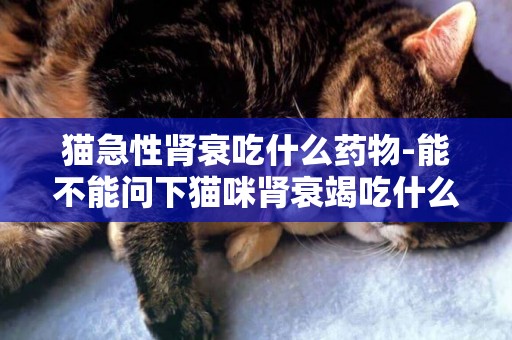 貓急性腎衰吃什么藥物-能不能問下貓咪腎衰竭吃什么藥？