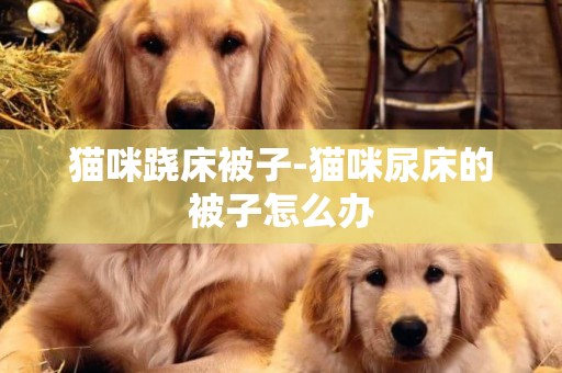 貓咪蹺床被子-貓咪尿床的被子怎么辦