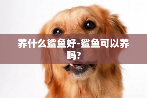 養什么鯊魚好-鯊魚可以養嗎?