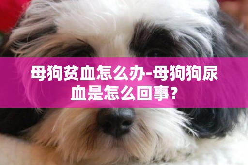 母狗貧血怎么辦-母狗狗尿血是怎么回事？