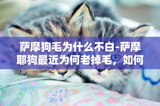 薩摩狗毛為什么不白-薩摩耶狗最近為何老掉毛，如何處理