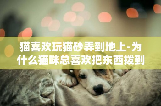 貓喜歡玩貓砂弄到地上-為什么貓咪總喜歡把東西撥到地上