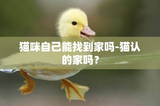 貓咪自己能找到家嗎-貓認的家嗎？