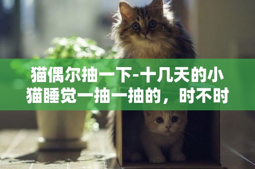 貓偶爾抽一下-十幾天的小貓睡覺一抽一抽的，時不時還叫一下，求解
