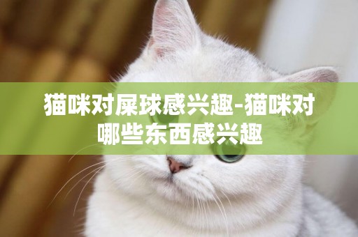 貓咪對屎球感興趣-貓咪對哪些東西感興趣