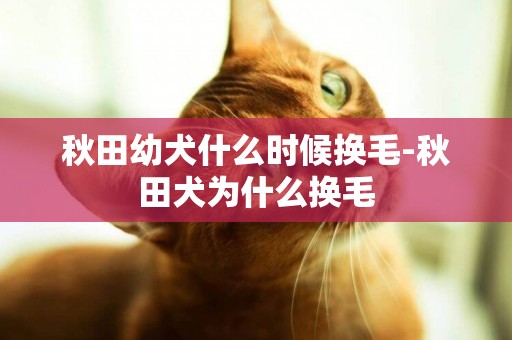 秋田幼犬什么時候換毛-秋田犬為什么換毛