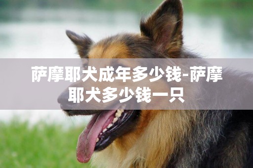 薩摩耶犬成年多少錢-薩摩耶犬多少錢一只