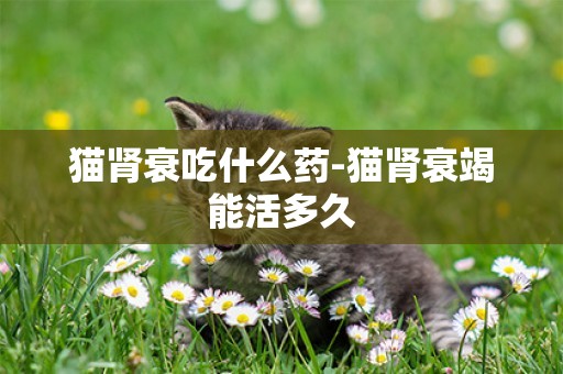 貓腎衰吃什么藥-貓腎衰竭能活多久