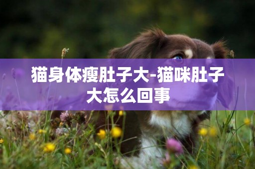 貓身體瘦肚子大-貓咪肚子大怎么回事