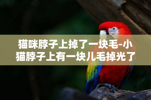 貓咪脖子上掉了一塊毛-小貓脖子上有一塊兒毛掉光了！