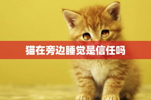 貓在旁邊睡覺是信任嗎
