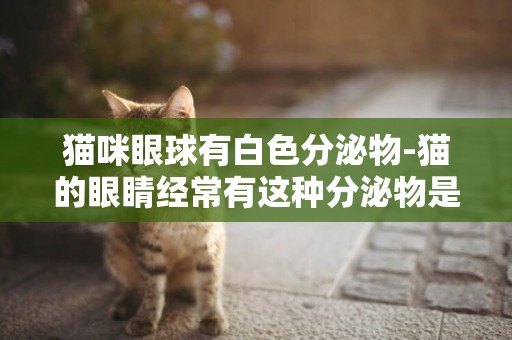 貓咪眼球有白色分泌物-貓的眼睛經常有這種分泌物是怎么回事