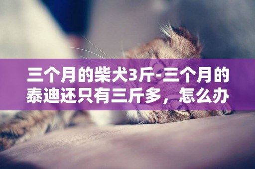 三個月的柴犬3斤-三個月的泰迪還只有三斤多，怎么辦