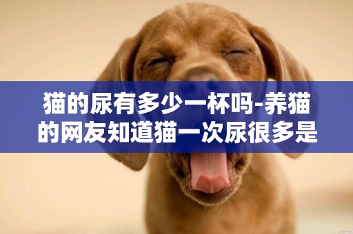 貓的尿有多少一杯嗎-養貓的網友知道貓一次尿很多是怎么回事？能幫忙解釋一下嗎？