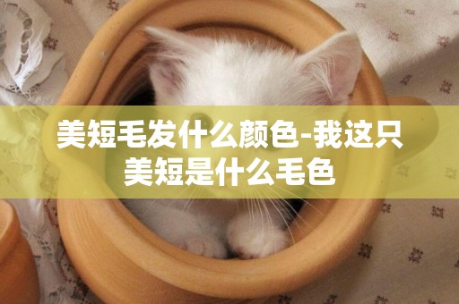 美短毛發什么顏色-我這只美短是什么毛色