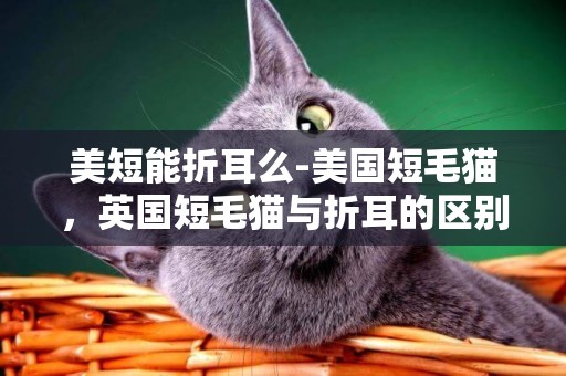 美短能折耳么-美國短毛貓，英國短毛貓與折耳的區別