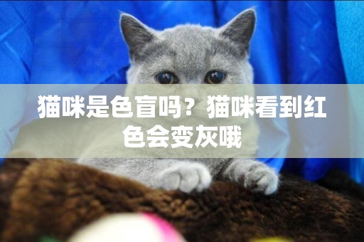 貓咪是色盲嗎？貓咪看到紅色會變灰哦