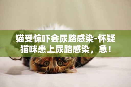 貓受驚嚇會尿路感染-懷疑貓咪患上尿路感染，急！