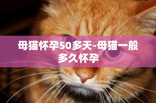 母貓懷孕50多天-母貓一般多久懷孕