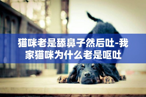 貓咪老是舔鼻子然后吐-我家貓咪為什么老是嘔吐