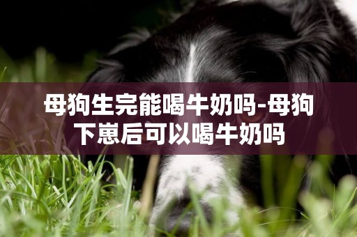 母狗生完能喝牛奶嗎-母狗下崽后可以喝牛奶嗎