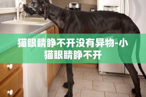 貓眼睛睜不開沒有異物-小貓眼睛睜不開