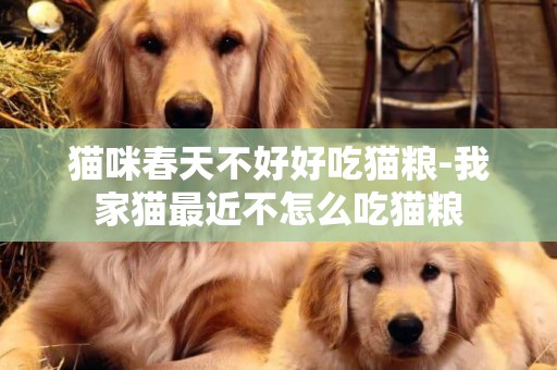貓咪春天不好好吃貓糧-我家貓最近不怎么吃貓糧