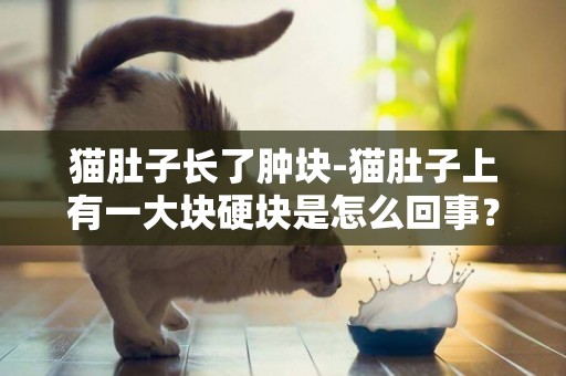 貓肚子長了腫塊-貓肚子上有一大塊硬塊是怎么回事？
