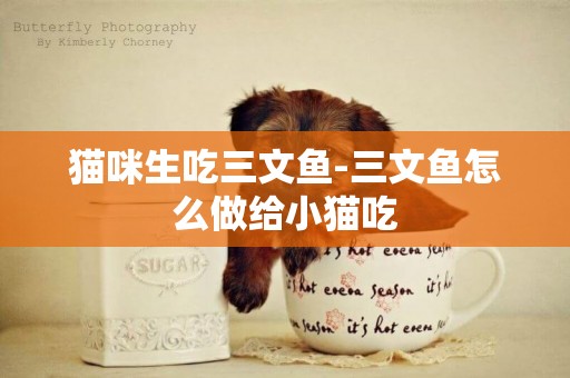 貓咪生吃三文魚-三文魚怎么做給小貓吃