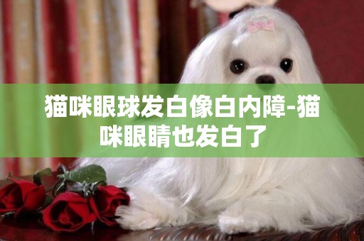 貓咪眼球發白像白內障-貓咪眼睛也發白了