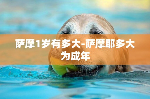 薩摩1歲有多大-薩摩耶多大為成年