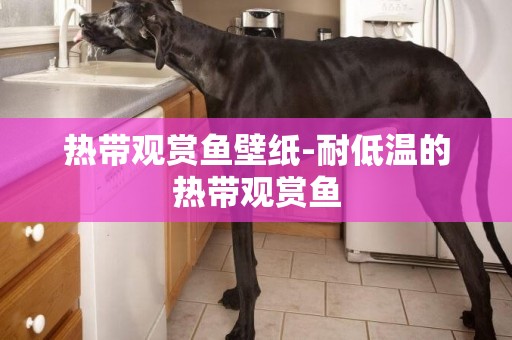 熱帶觀賞魚壁紙-耐低溫的熱帶觀賞魚