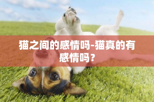 貓之間的感情嗎-貓真的有感情嗎？