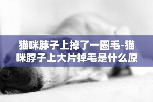 貓咪脖子上掉了一圈毛-貓咪脖子上大片掉毛是什么原因?