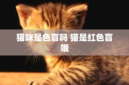 貓咪是色盲嗎 貓是紅色盲哦