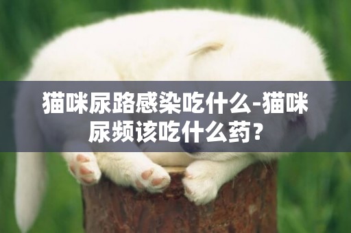 貓咪尿路感染吃什么-貓咪尿頻該吃什么藥？
