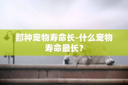 那種寵物壽命長-什么寵物壽命最長？