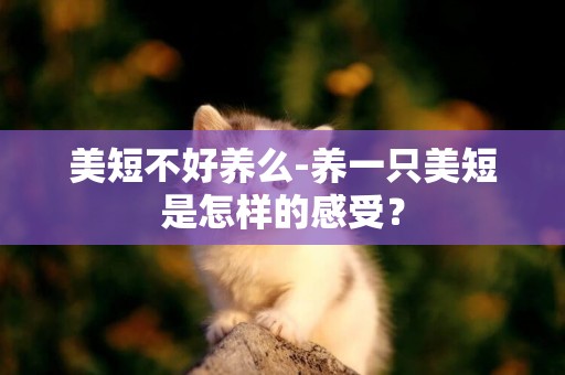 美短不好養么-養一只美短是怎樣的感受？