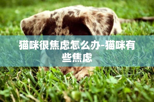 貓咪很焦慮怎么辦-貓咪有些焦慮
