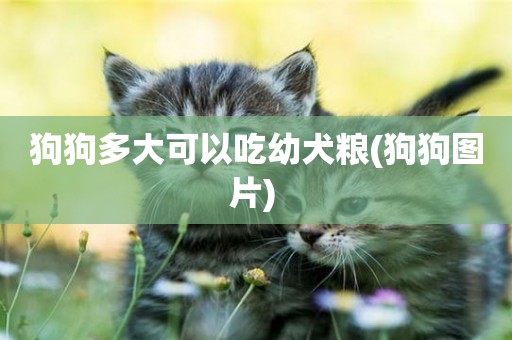 狗狗多大可以吃幼犬糧(狗狗圖片) 