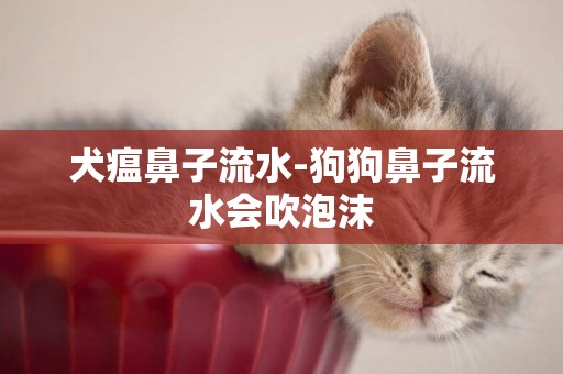 犬瘟鼻子流水-狗狗鼻子流水會吹泡沫