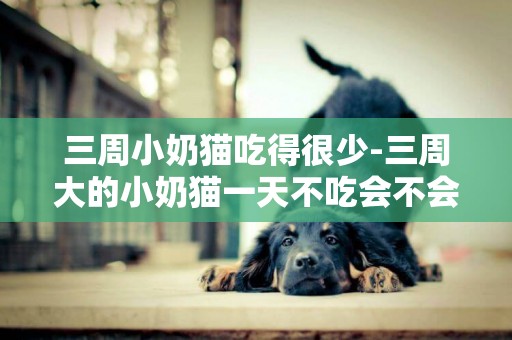 三周小奶貓吃得很少-三周大的小奶貓一天不吃會不會死